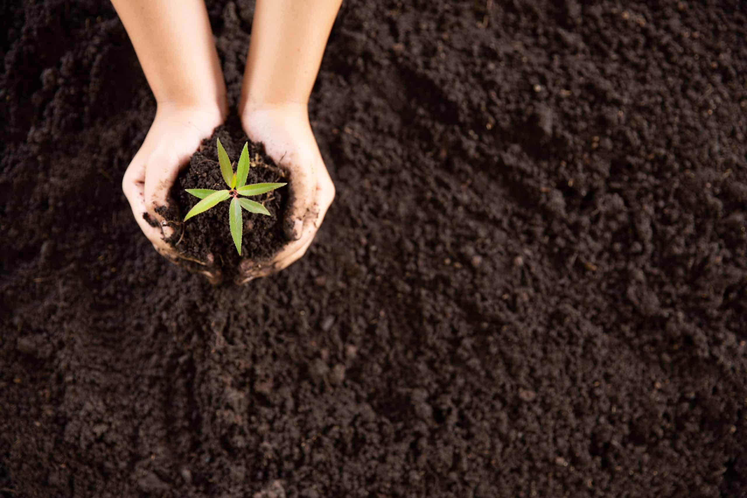 Child hands holding and caring a young green plant, Seedlings ar